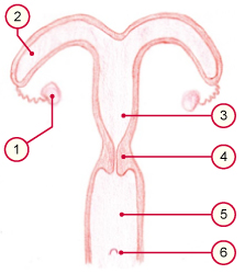 media/vet/module21/Uterus_pfd.jpg