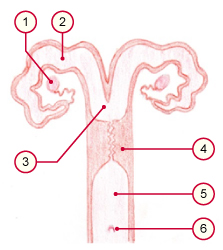 media/vet/module21/Uterus_sus.jpg