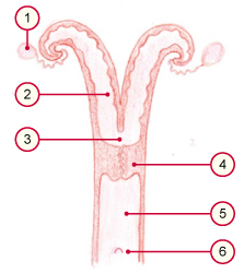 media/vet/module21/Uterus_wdk.jpg