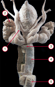 media/vet/module21/akzesDrusenStier.jpg