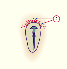 media/vet/module3/10_1_PrimVogel_C.gif