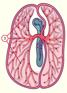 media/vet/module3/10_1_PrimVogel_E.gif