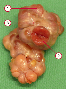 media/vet/module3/3_5_Corpus_luteum_Schwein.jpg