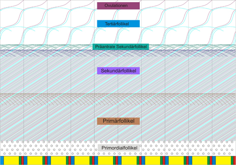 media/vet/module3/614FollikulogeneseUbersichtJH.jpg