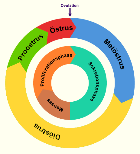 media/vet/module3/cv05_ovulation.gif