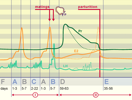 media/vet/module3/cv18_zikluskatzin.gif