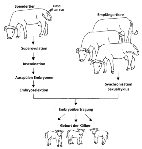 media/vet/module4/embryotransferUber.jpg