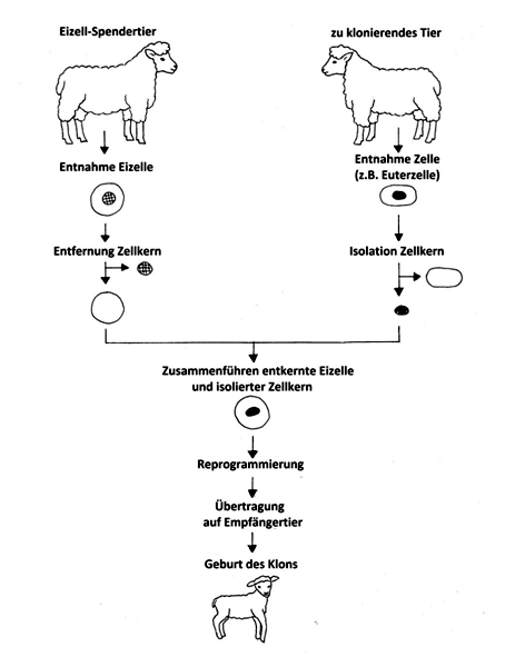 media/vet/module4/klonen.jpg