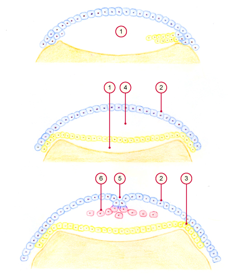 media/vet/module5/Delamination_Huhn.jpg