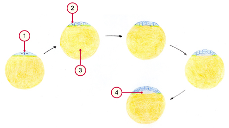 media/vet/module5/Furchung_Vogel_2.jpg