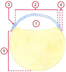 media/vet/module5/Zonenglied_Huhn_01.jpg