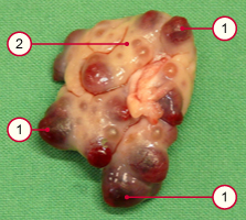 media/vet/module6/Corpus_haemorrhagicum_S.jpg