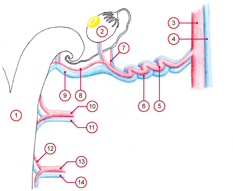 media/vet/module6/VenoarterShuntN.jpg