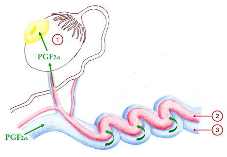 media/vet/module6/VenoarterShunt_02N.jpg