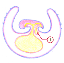 media/vet/module9/Allantois_01.jpg