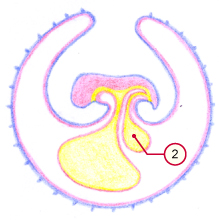 media/vet/module9/Allantois_02.jpg