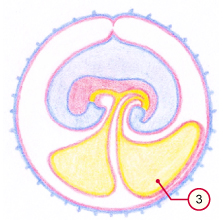 media/vet/module9/Allantois_03.jpg