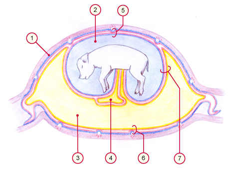 media/vet/module9/Amniochorion_Schwei.jpg