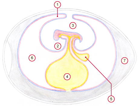 media/vet/module9/Amnionbildung.jpg