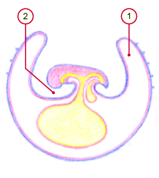 media/vet/module9/Amnionbildung_01.jpg