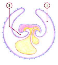 media/vet/module9/Amnionbildung_02.jpg