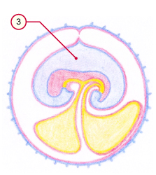 media/vet/module9/Amnionbildung_03.jpg