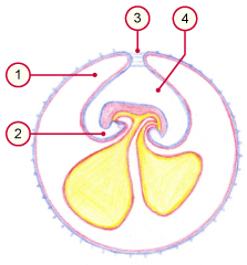 media/vet/module9/Amnionnabel.jpg