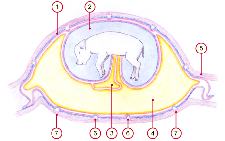 media/vet/module9/Areolae_Makro.jpg