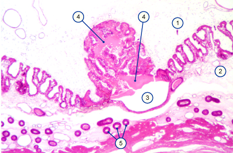 media/vet/module9/Areolae_Mikro.jpg