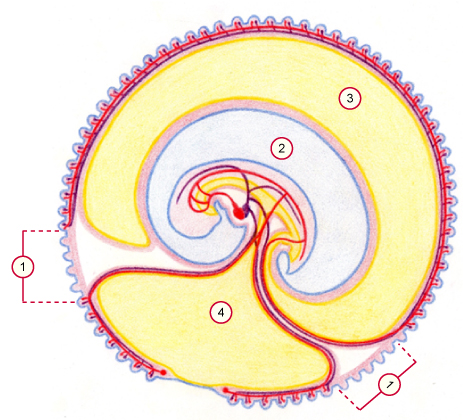 media/vet/module9/Choriongurtel.jpg