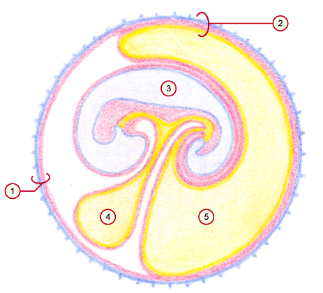 media/vet/module9/Dottersack.jpg