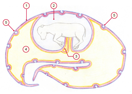 media/vet/module9/Fruchthullen_Rd_Ueber.jpg