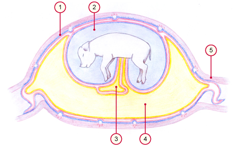 media/vet/module9/Furchthul_sus_ueber.jpg