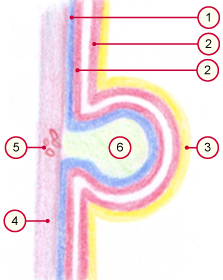 media/vet/module9/Hippomanes_01.jpg