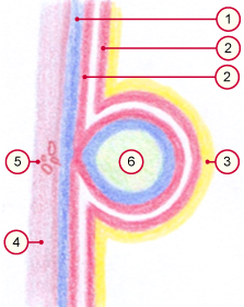 media/vet/module9/Hippomanes_02.jpg