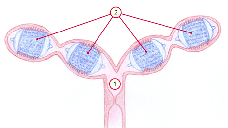 media/vet/module9/Implantationskammern.jpg