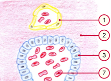 media/vet/module9/Interhamalschran_C.jpg