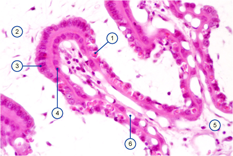 media/vet/module9/Mater_Fet_Verzahn.jpg