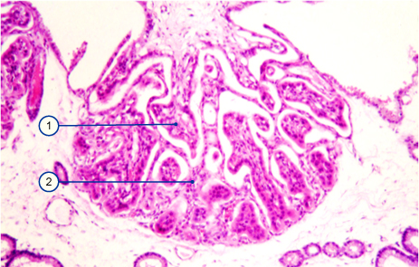 media/vet/module9/Mikrokotyl_Mikro.jpg