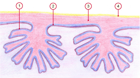 media/vet/module9/Mikrokotyledonen_gros.jpg