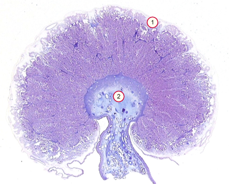 media/vet/module9/Plazentom.jpg