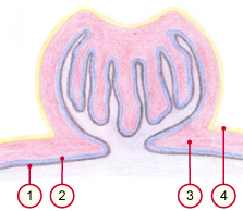 media/vet/module9/Plazentome_ziege.jpg