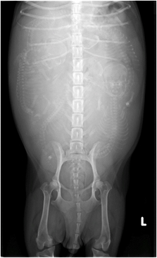 media/vet/module9/Rontgen_Hundefeten02.jpg
