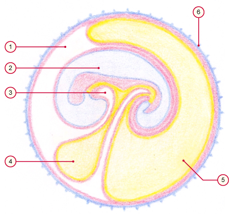 media/vet/module9/extraembryonales_co.jpg