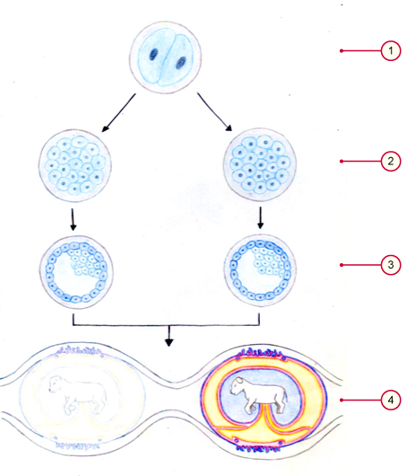 media/vet/module9/monozygote_Zwillinge_1.jpg