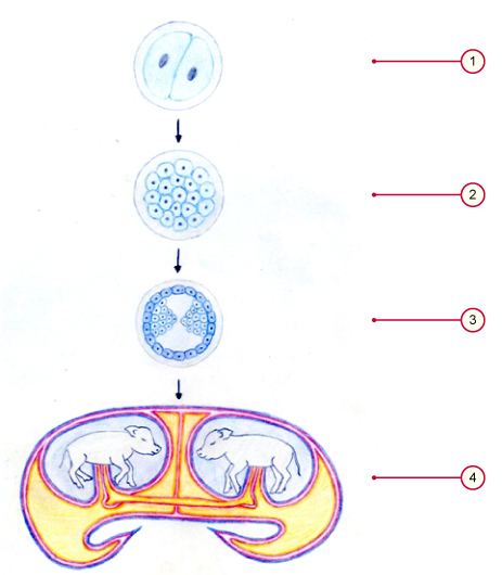 media/vet/module9/monozygote_Zwillinge_2.jpg