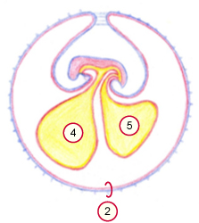 media/vet/module9/sekundares_Chorion.jpg