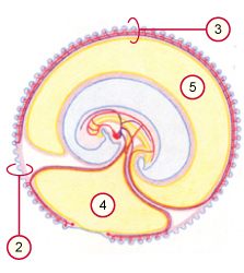 media/vet/module9/tertiare_Chorion.jpg