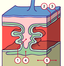 media/module10/animcoque/f3_coquecyt2.gif