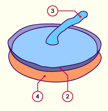 media/module10/f3c_foetal.gif